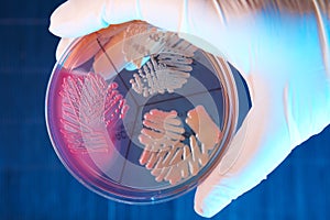 Patológico bacterias 