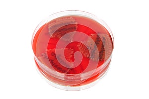 Pathological bacteria