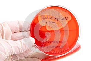 Pathological bacteria