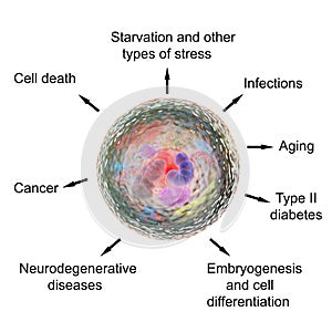 Pathological and physiological functions of autophagy