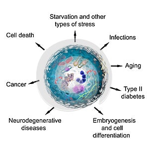 Pathological and physiological functions of autophagy