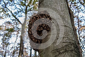 Pathological pustules on tree trunk