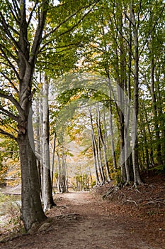 Paths in the forest; Montseny