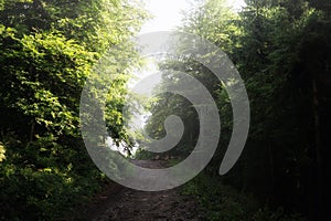 Paths and roads in forest covered by leaves with green trees during summer.