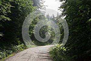 Paths and roads in forest covered by leaves with green trees during summer.