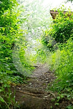 Paths and roads in forest covered by leaves with green trees during summer.