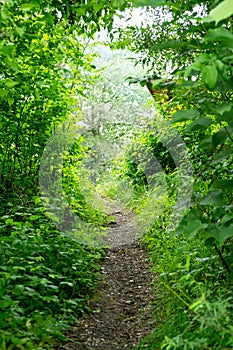 Paths and roads in forest covered by leaves with green trees during summer.