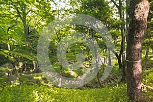 Paths in winding stone stairs in the Japanese forest full of pin