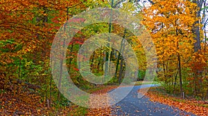 A pathwalk in in the fall forest.