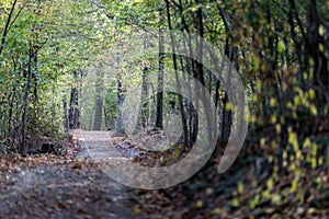 Pathwalk in the wood