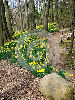 Pathway above daffodil beds on a hillside