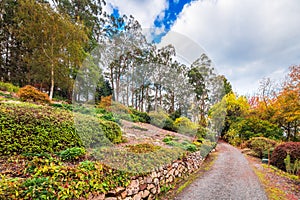 Pathway  across colorful autumn park in Mount Lofty