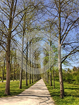 Pathway and alley in the French Garden in Celle