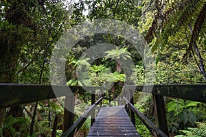 Pathway through ancient podocarp forest in the Whirinaki Conservation Park, New Zealand