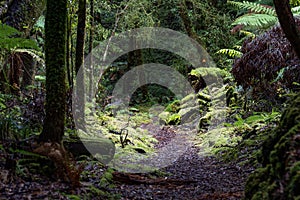 Pathway through ancient podocarp forest in the Whirinaki Conservation Park, New Zealand