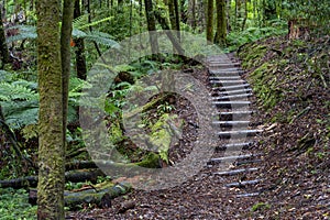 Pathway through ancient podocarp forest in the Whirinaki Conservation Park, New Zealand