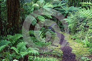 Pathway through ancient podocarp forest in the Whirinaki Conservation Park, New Zealand