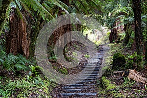 Pathway through ancient podocarp forest in the Whirinaki Conservation Park, New Zealand