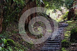 Pathway through ancient podocarp forest in the Whirinaki Conservation Park, New Zealand