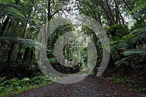 Pathway through ancient podocarp forest in the Whirinaki Conservation Park, New Zealand