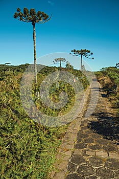 Pathway in the Aparados da Serra National Park photo