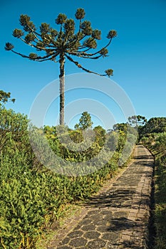 Pathway in the Aparados da Serra National Park photo