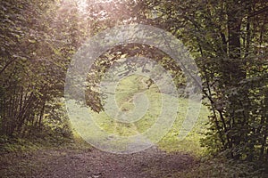 A pathway through the arched opening, formed by the lush foliage of trees and sunbeams. Selective shallow focus, summer landscape