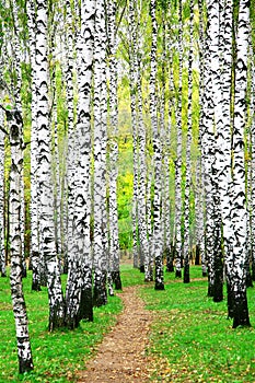 Pathway in autumn birch grove