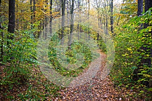 Pathway through autumn forest