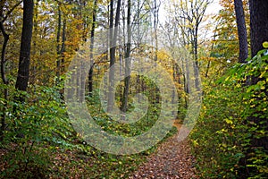 Pathway through autumn forest
