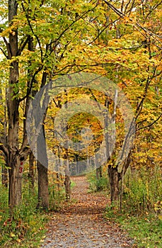 Pathway into an autumn forest