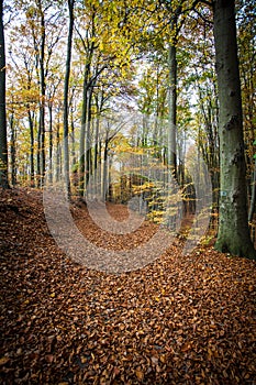 Pathway through the autumn forest