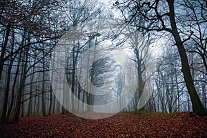Pathway through the autumn forest