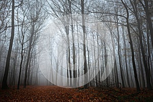 Pathway through the autumn forest