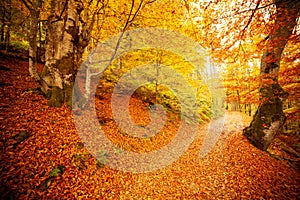 Pathway in autumn forest, the sun shining through the trees. Autumn foliage.