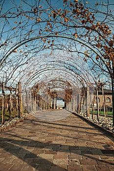 Pathway and autumnal arbor with vine branches