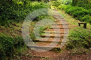 Pathway in Avondale forest. Ireland