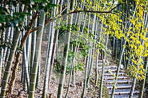 A pathway through a bamboo forest in the early morning at Kodaiji Temple