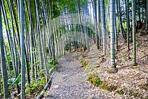 A pathway through a bamboo forest in the early morning at Kodaiji Temple