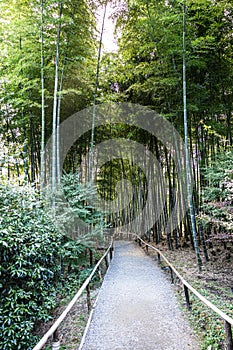 A pathway through a bamboo forest in the early morning at Kodaiji Temple