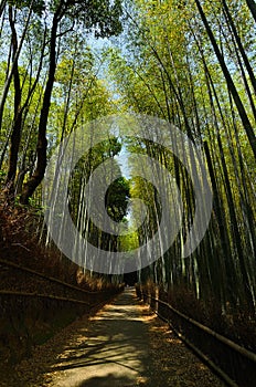 Pathway through bamboo grove, Arashiyama Kyoto Japan.