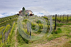 Farm amog Barolo vineyards. Viticulture, Langhe, Piedmont, Italy