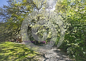 Pathway through beautiful blooming park.