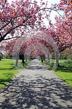 Pathway with benches under pink blossoms in Greenwich Park