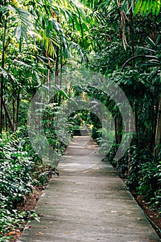 Pathway of Big tree in the evening