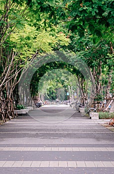 Pathway of Big trees at the golden hour