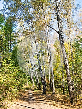 Pathway in birch grove in urban park in autumn