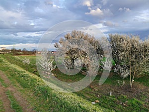 Pathway beside blooming orchard trees under cloudy spring sky