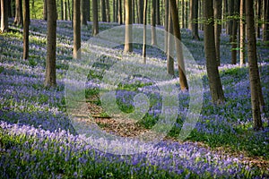 Pathway in the blue bells forest, Hallerbos, Belgium