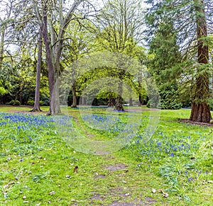 A pathway of bluebells leads to mature trees in an English wood in Leicestershire